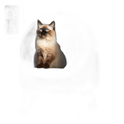 Els Pet Orbitie